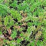 Thymus longicaulis 形態