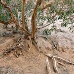 Ficus cordata Corteza