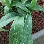 Aspidistra elatior Feuille