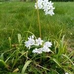 Allium subhirsutumFlower