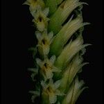 Spiranthes porrifolia Λουλούδι