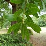 Quercus laurifolia Blad