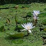 Nymphaea lotus Blomst