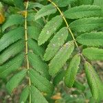 Sorbus domesticaList