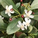 Clusia criuva Flor