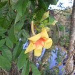 Mandevilla scabra Virág