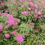 Spiraea japonica Alkat (teljes növény)