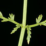 Cymopterus petraeus Leaf