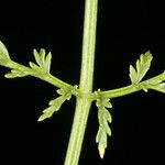 Cymopterus petraeus Blatt