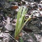 Equisetum laevigatum ফুল