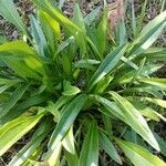 Agapanthus praecox Leaf