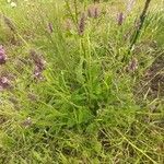 Betonica officinalis Other