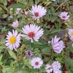 Symphyotrichum novi-belgii Fleur