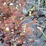 Drosera intermedia Buveinė