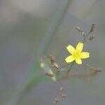 Mycelis muralis Fleur