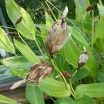 Canna flaccida Blatt