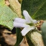 Ajuga integrifolia Flor