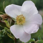 Rosa montana Bloem