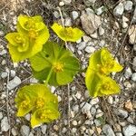 Euphorbia serrata Kvet