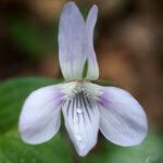 Viola jordanii Kvet
