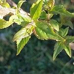 Elsholtzia stauntonii Hoja