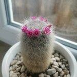 Mammillaria hahnianaBlomst