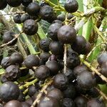 Sabal causiarum Fruit