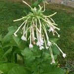 Nicotiana sylvestris 花