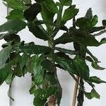 Brasiliopuntia brasiliensis Φύλλο