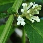 Buddleja asiatica Flower