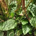 Plantago major Leaf