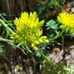 Petrosedum montanum Blüte