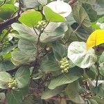 Coccoloba uvifera Gyümölcs