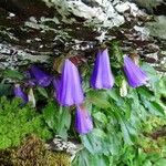 Campanula wanneri Bloem