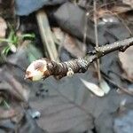 Pyrus pyrifolia Flower