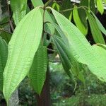 Cinnamomum javanicum पत्ता