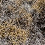 Sarcopoterium spinosum Likasa