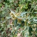 Xanthium spinosum Цветок