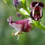 Scrophularia lucida Other