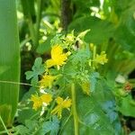 Tropaeolum peregrinum Blüte