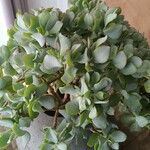 Crassula arborescens 葉