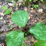 Trillium sessile 花