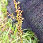 Scleria gaertneri Fruit