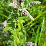 Mentha longifolia 花