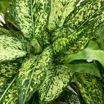 Dieffenbachia seguine Leaf