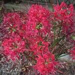 Lycoris radiata Кветка