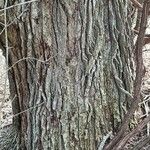 Quercus macrocarpa 樹皮