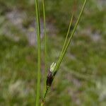 Juncus trifidus Virág