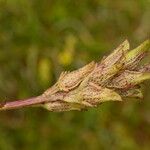 Pedicularis mixta Fruit