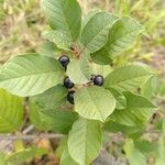 Frangula alnus Blad